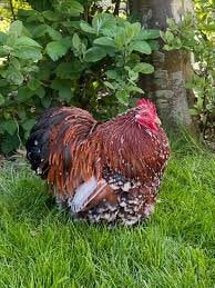 gezocht cochin krielhaan, Dieren en Toebehoren, Pluimvee, Mannelijk, Kip