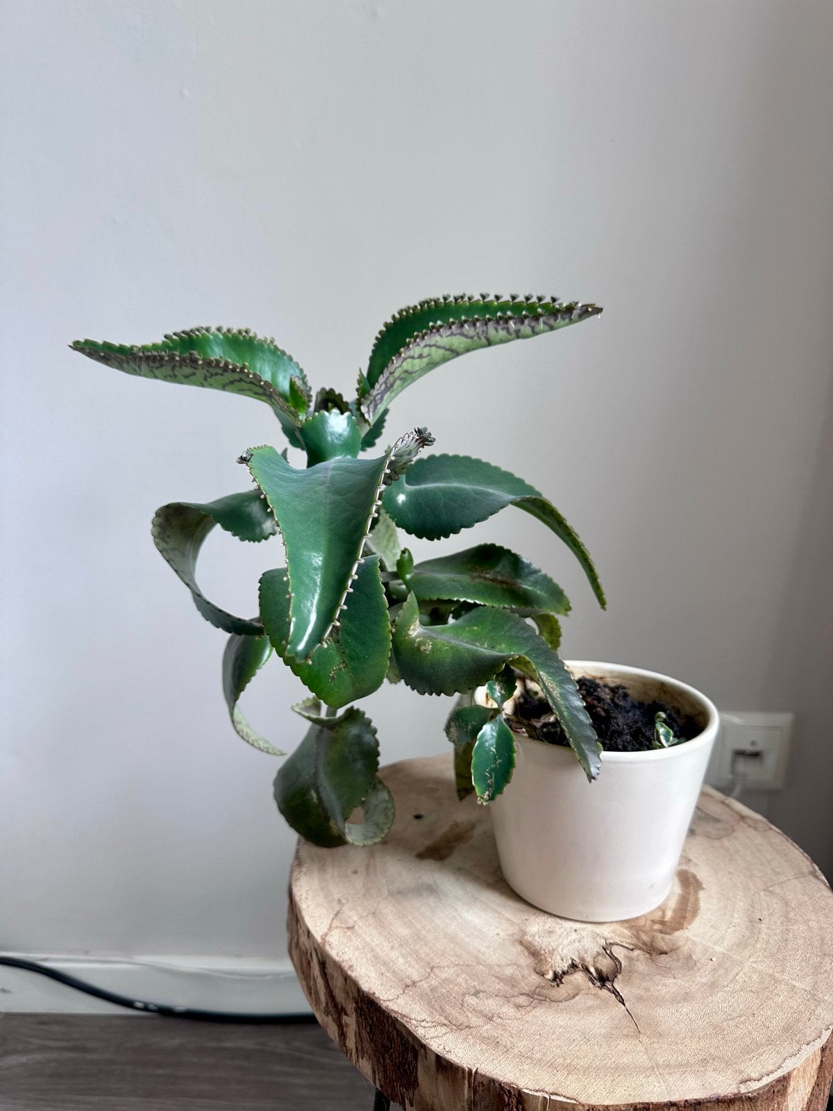 Groene kamerplant (Kalanchoe daigremontiana) in pot, Vetplant, Ophalen of Verzenden, In pot, Minder dan 100 cm