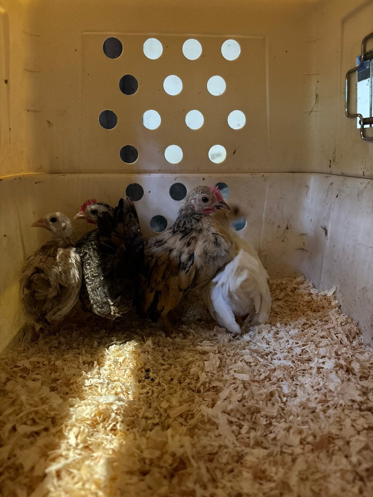 Te koop serama kippen, Dieren en Toebehoren, Meerdere dieren, Kip