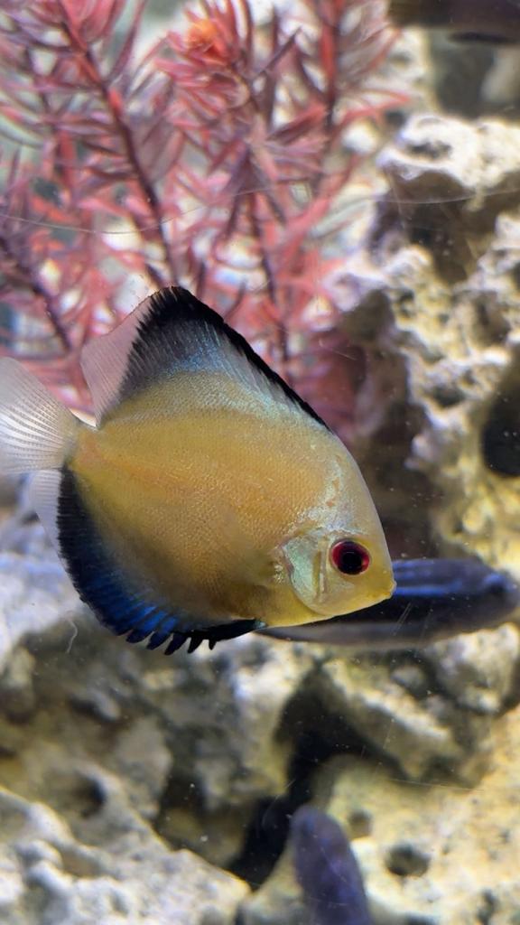 Mooie discus vissen, Dieren en Toebehoren, Vissen | Aquariumvissen, Vis