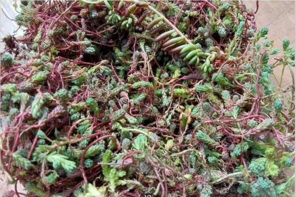 Sedum stekjes, gratis af te halen, Ophalen