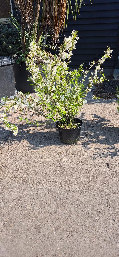 Bruidsbloem (Deutzia gracilis), Volle zon, Vaste plant, Lente, Ophalen