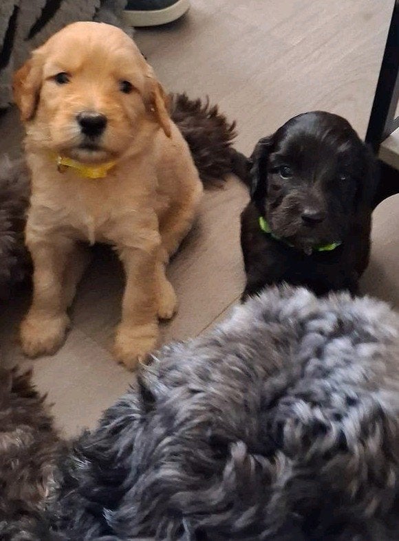 Schattige Labradoodle pups zoeken hun gouden mandje, 8 tot 15 weken, Meerdere, Meerdere dieren, Middel