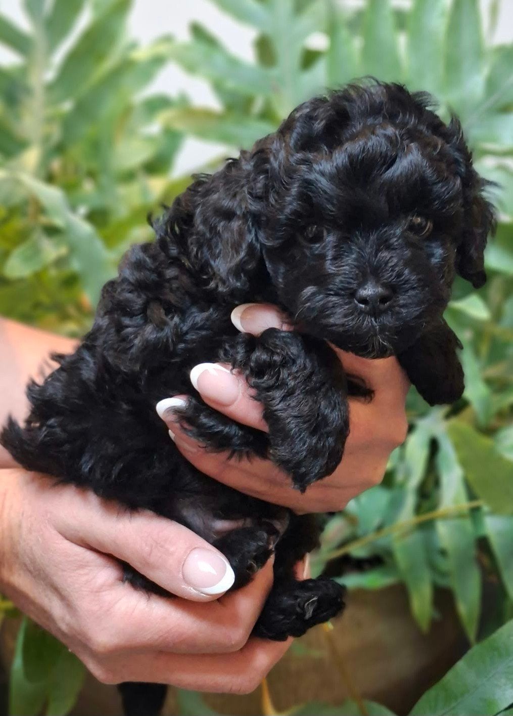 ️ EXCLUSIEVE KLEIN BLIJVENDE YORKIPOO PUPS️, Dieren en Toebehoren, Overige rassen, 8 tot 15 weken, CDV (hondenziekte), Meerdere