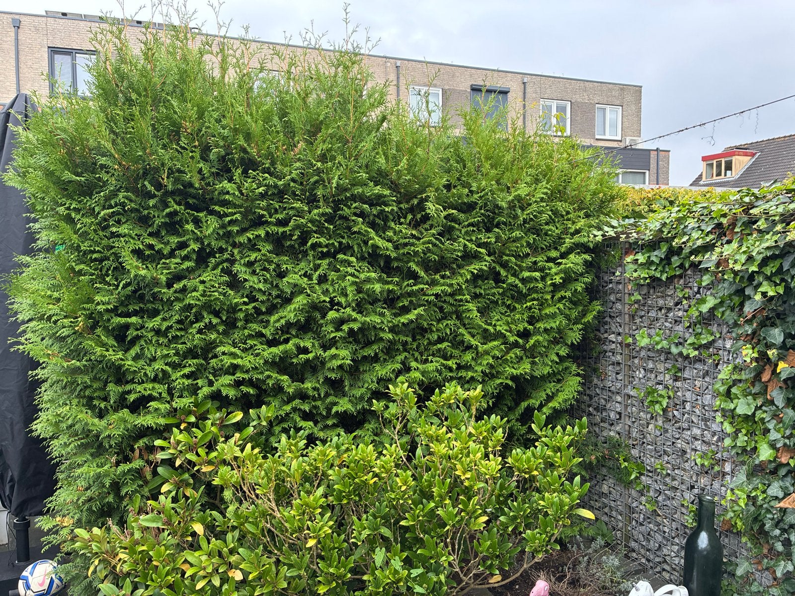 Grote conifeer haagplanten, Tuin en Terras, Ophalen of Verzenden, Conifeer, Haag, 250 cm of meer