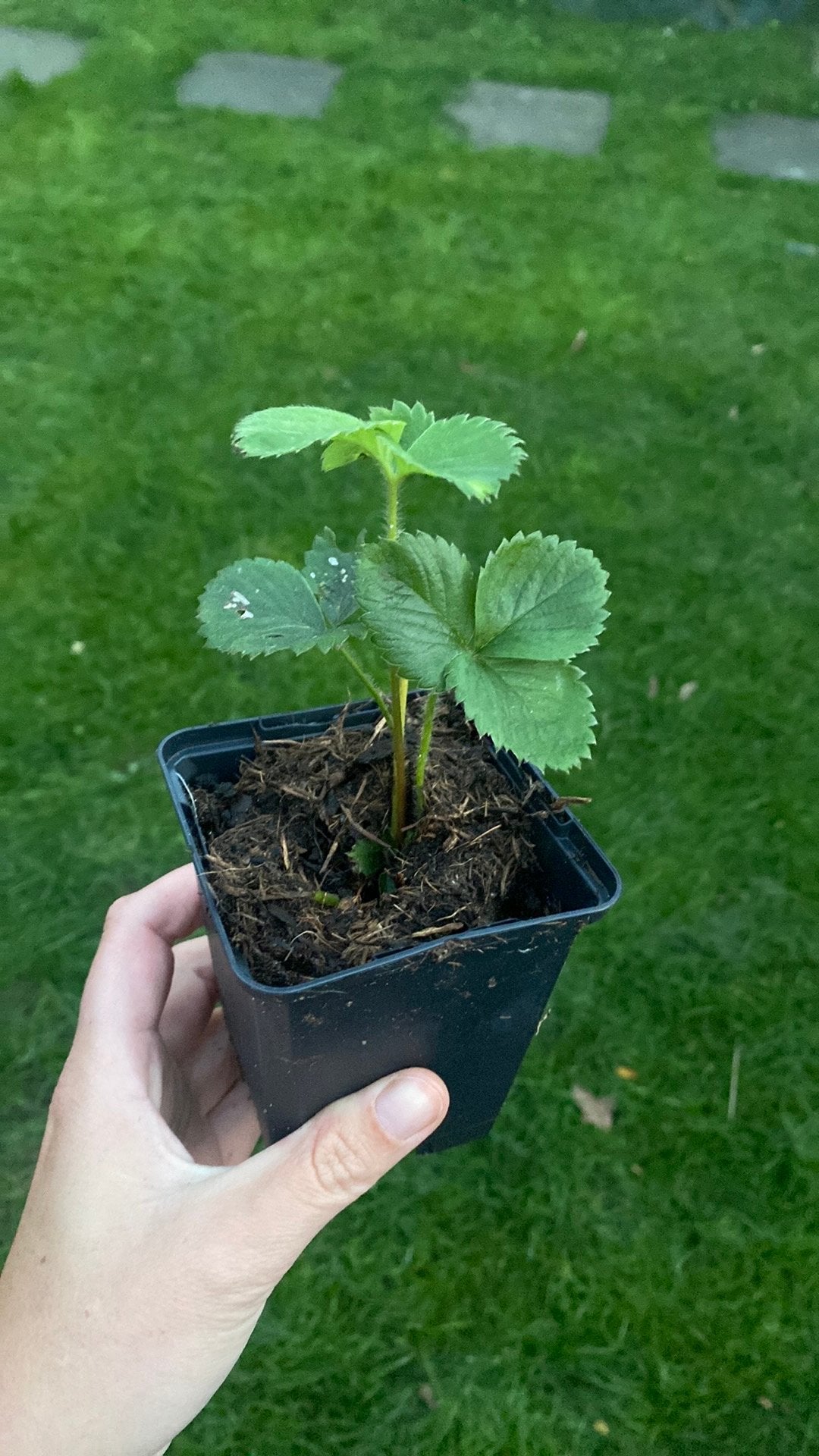Bio aardbeienplantjes, Ophalen, Overige soorten, Volle zon