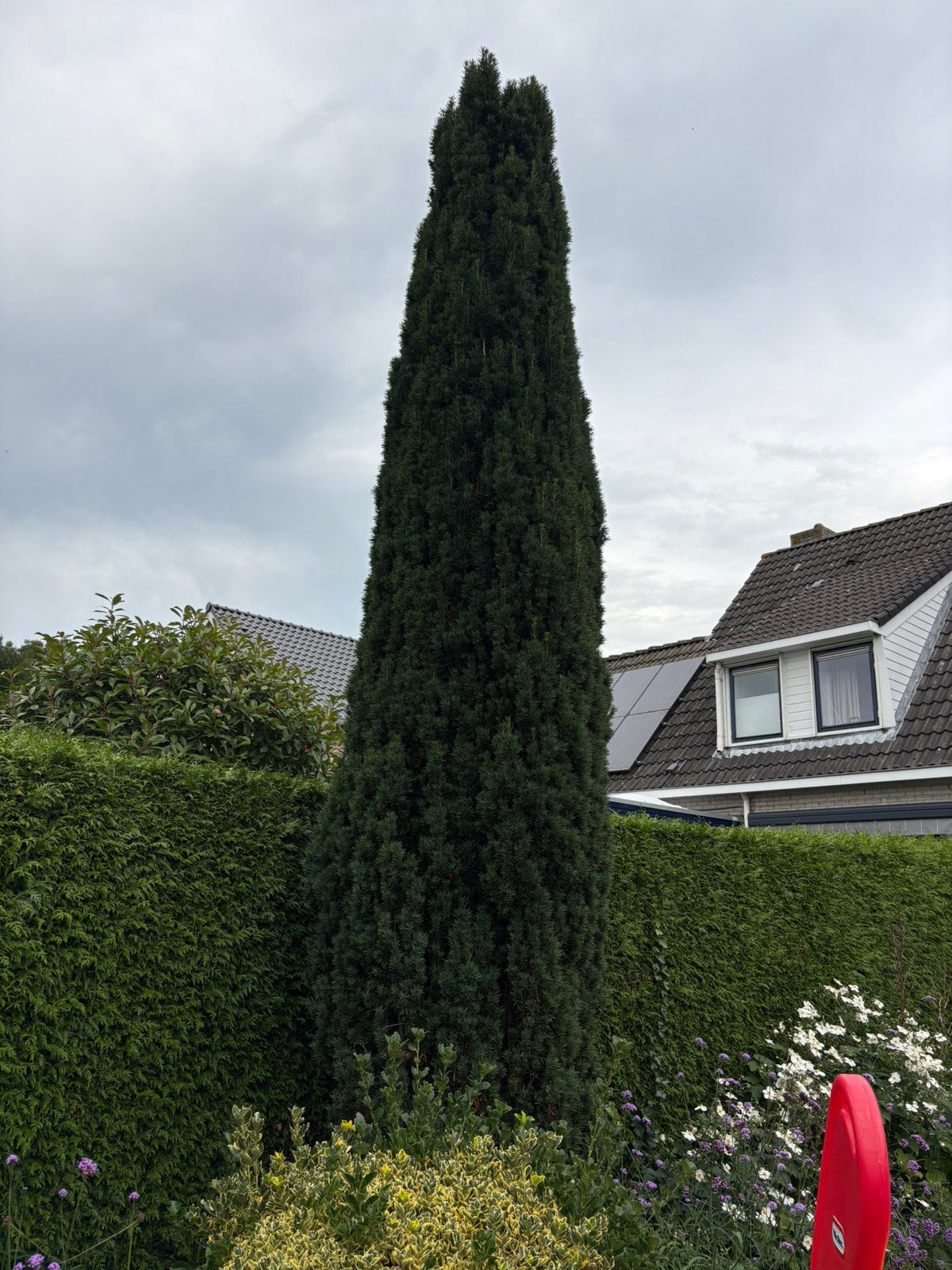 Taxus baccata (venijnboom)