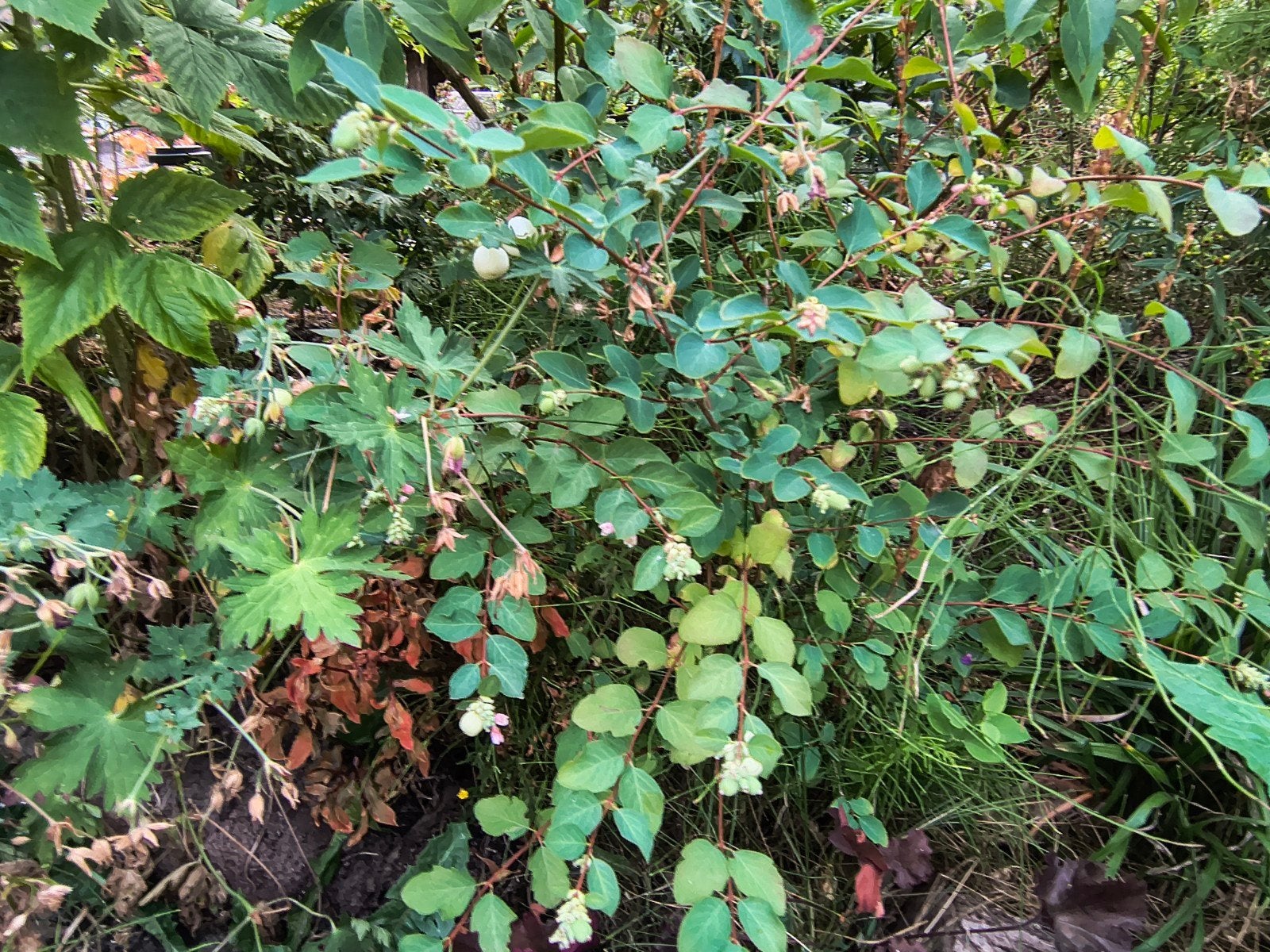 Sneeuwbes (Symphoricarpos albus), Ophalen, Volle zon