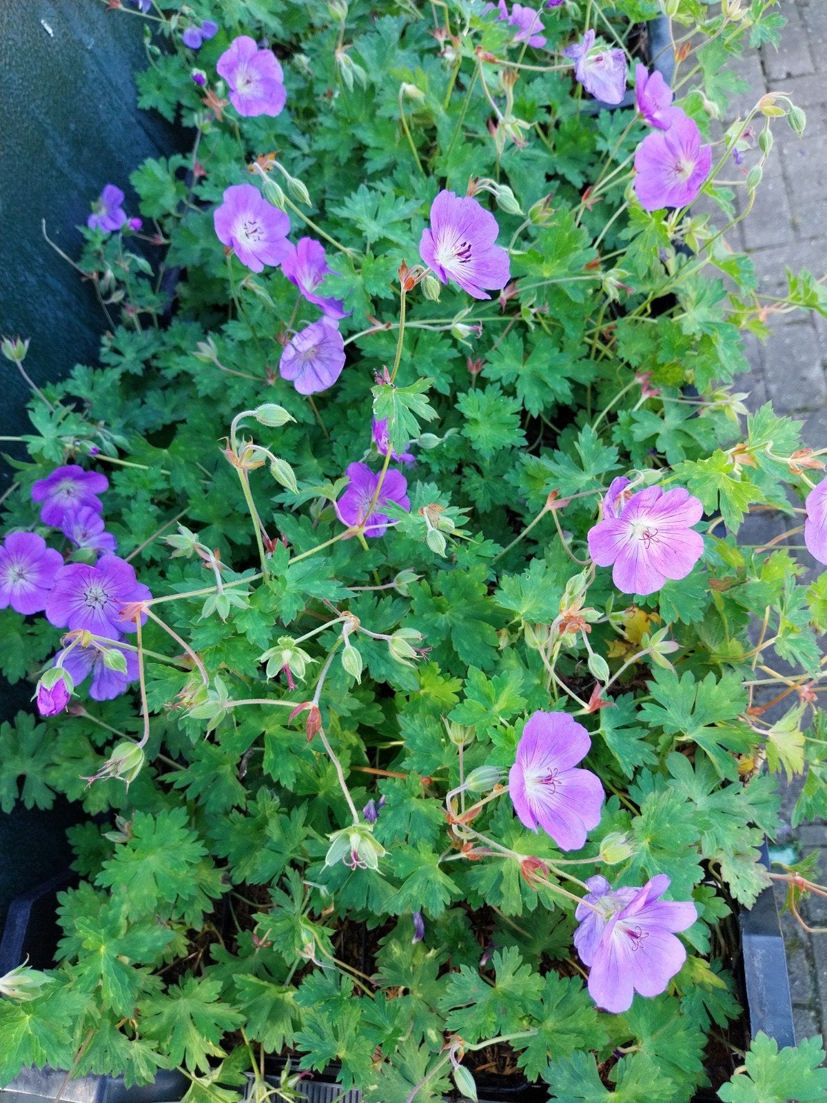 Geranium Rozanne - Vaste plant met prachtige paarse bloemen, Tuin en Terras, Volle zon, Vaste plant, Zomer, Ophalen