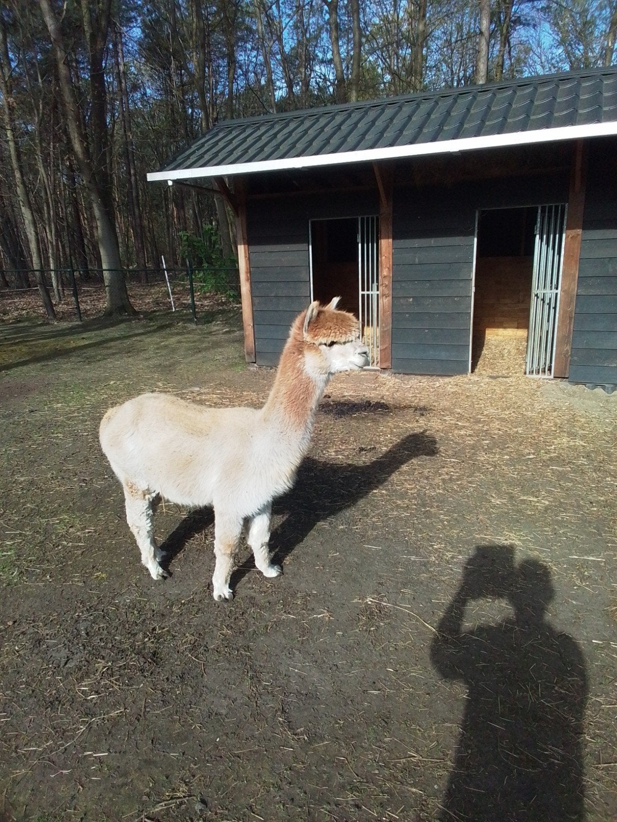 Alpaca hengst ter dekking aangeboden, Dieren en Toebehoren, Overige Dieren, Juli, Mannelijk