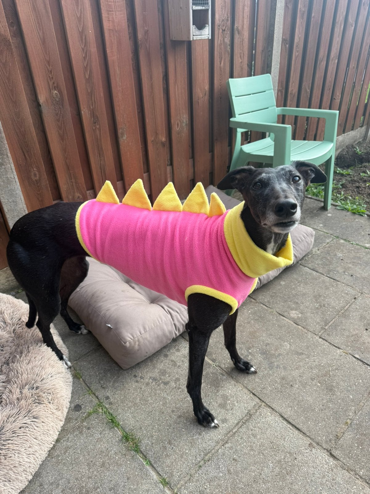 Windhond Dino pakje, Dieren en Toebehoren, Overige merken, Nieuw, Ophalen of Verzenden, XL