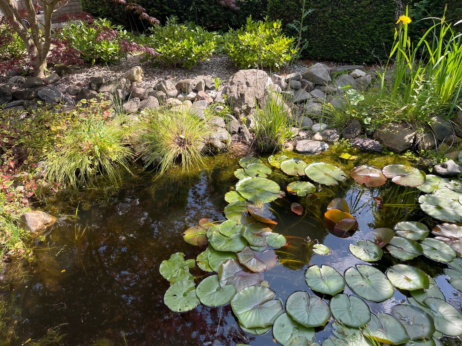 Diverse waterplanten, Tuin en Terras, Ophalen