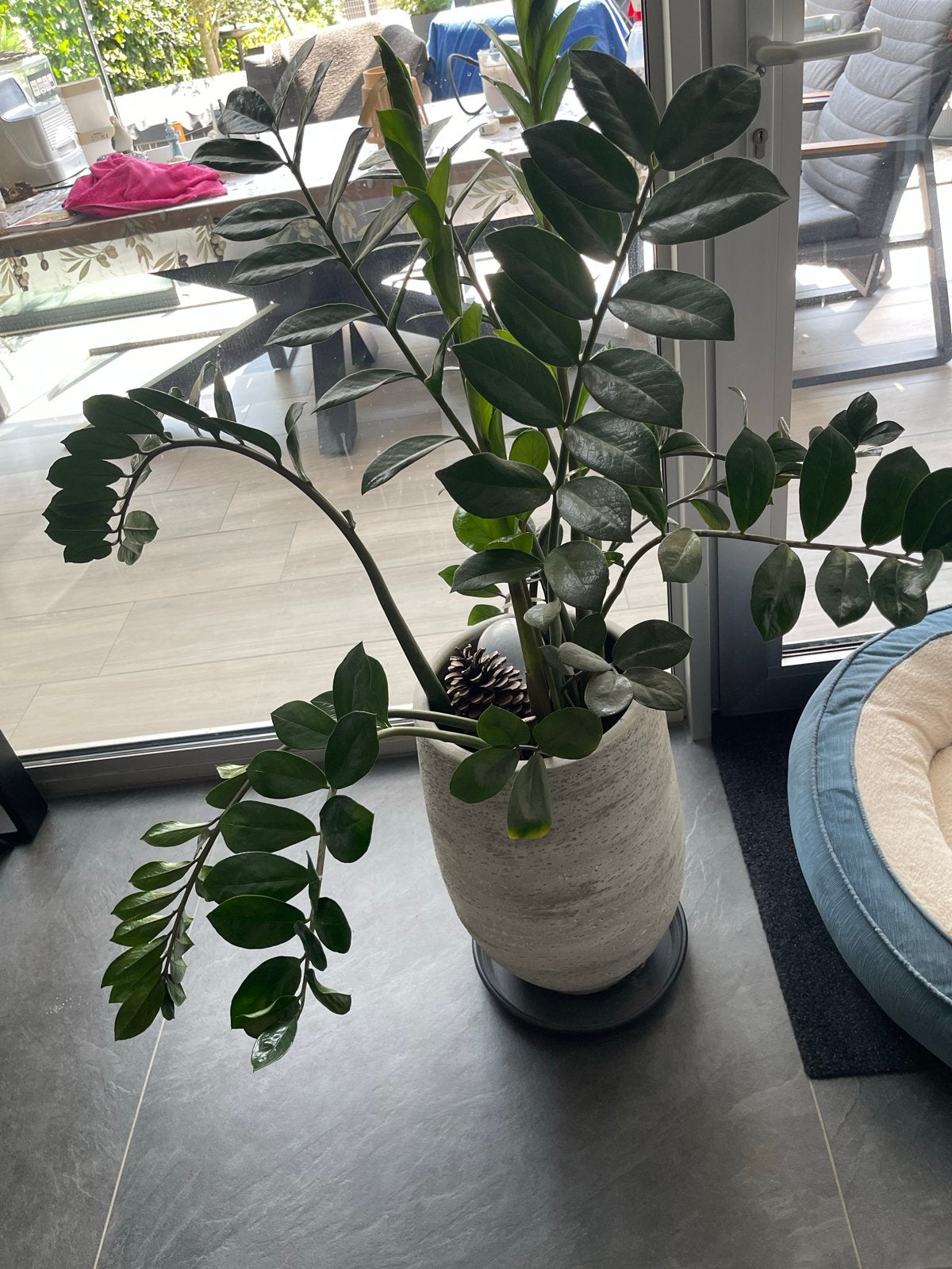 Grote Zamioculcas Zamiifolia (Emerald Palm) in pot, Huis en Inrichting, Kamerplanten, Ophalen, 100 tot 150 cm, Overige soorten