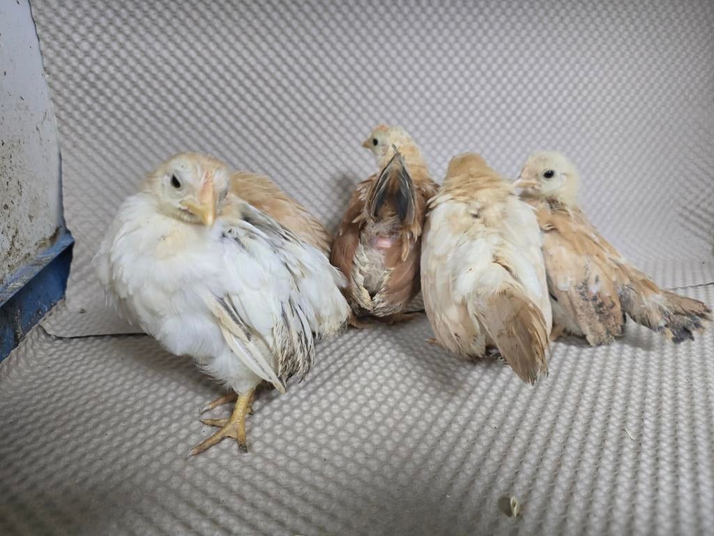 Serama kuikens., Dieren en Toebehoren, Vogels | Kanaries, Meerdere dieren, Kleurkanarie