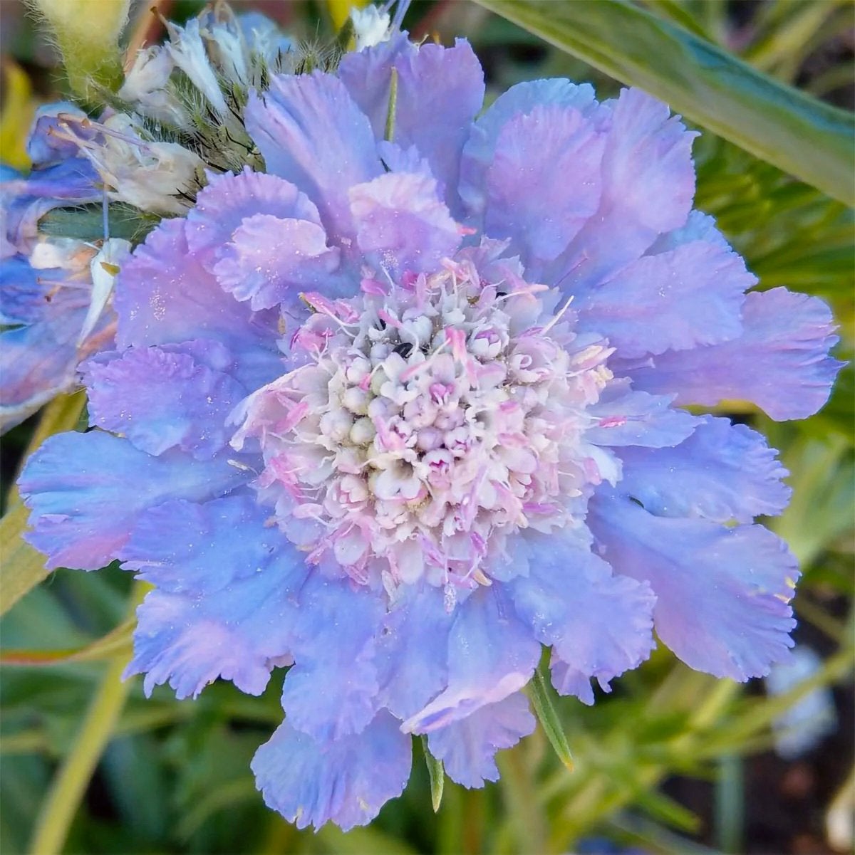 Scabiosa ‘Perfecta’ - Zaden uit eigen gifvrije tuin, Ophalen of Verzenden, Voorjaar, Volle zon, Zaad