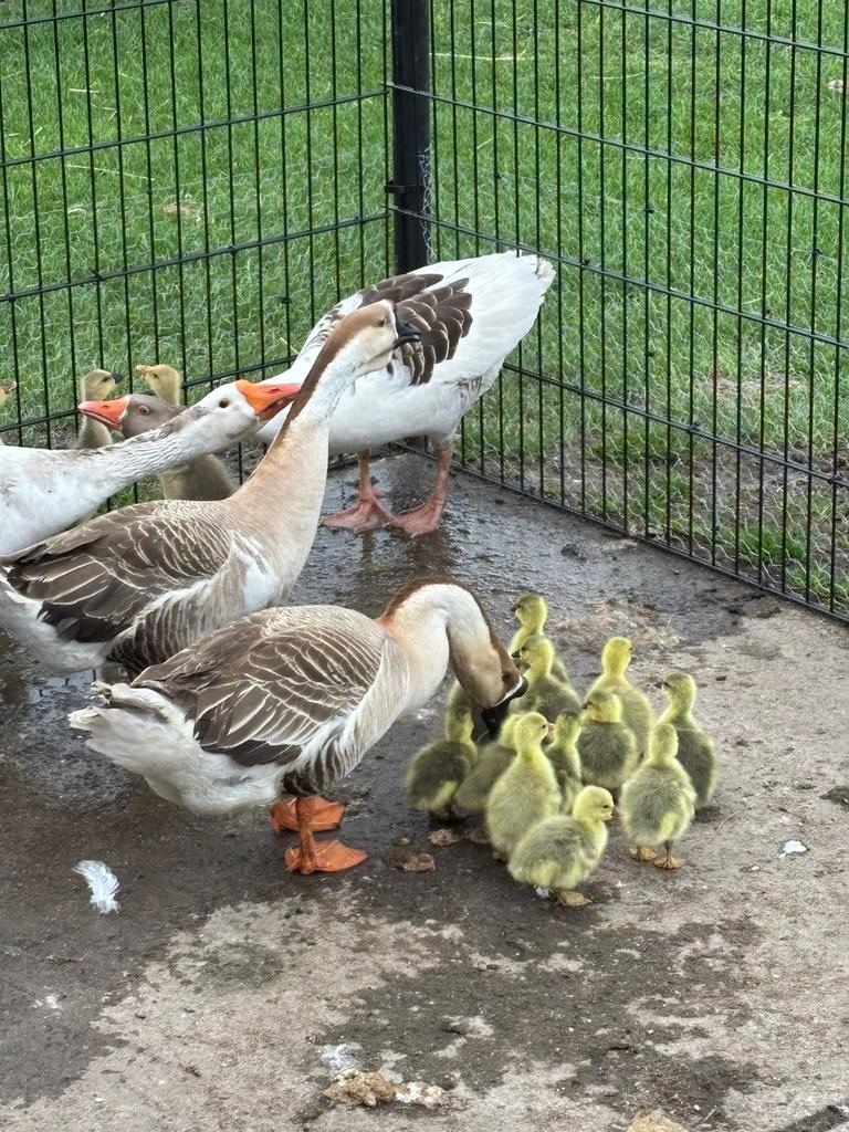 Ganzen ( pas geboren), Meerdere dieren, Gans of Zwaan