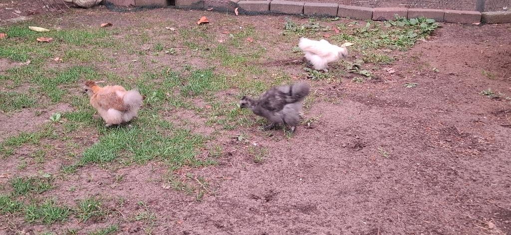 3 zijdehoenkuikentjes, Dieren en Toebehoren, Pluimvee, Geslacht onbekend, Kip