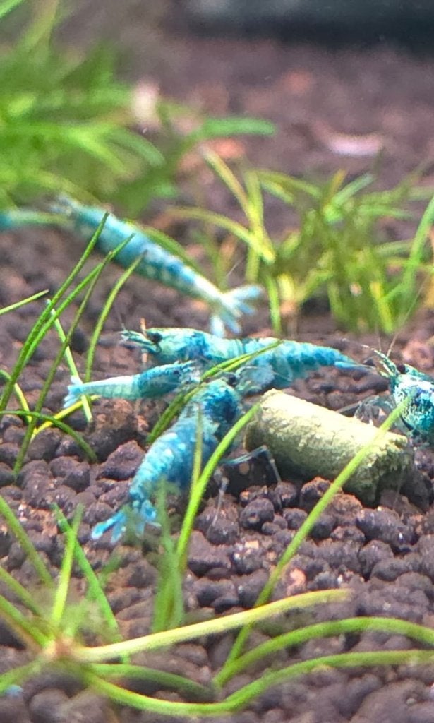 Blauwe Garnalen | Caridina Blue Bolt Garnalen, Kreeft, Krab of Garnaal, Zoetwatervis
