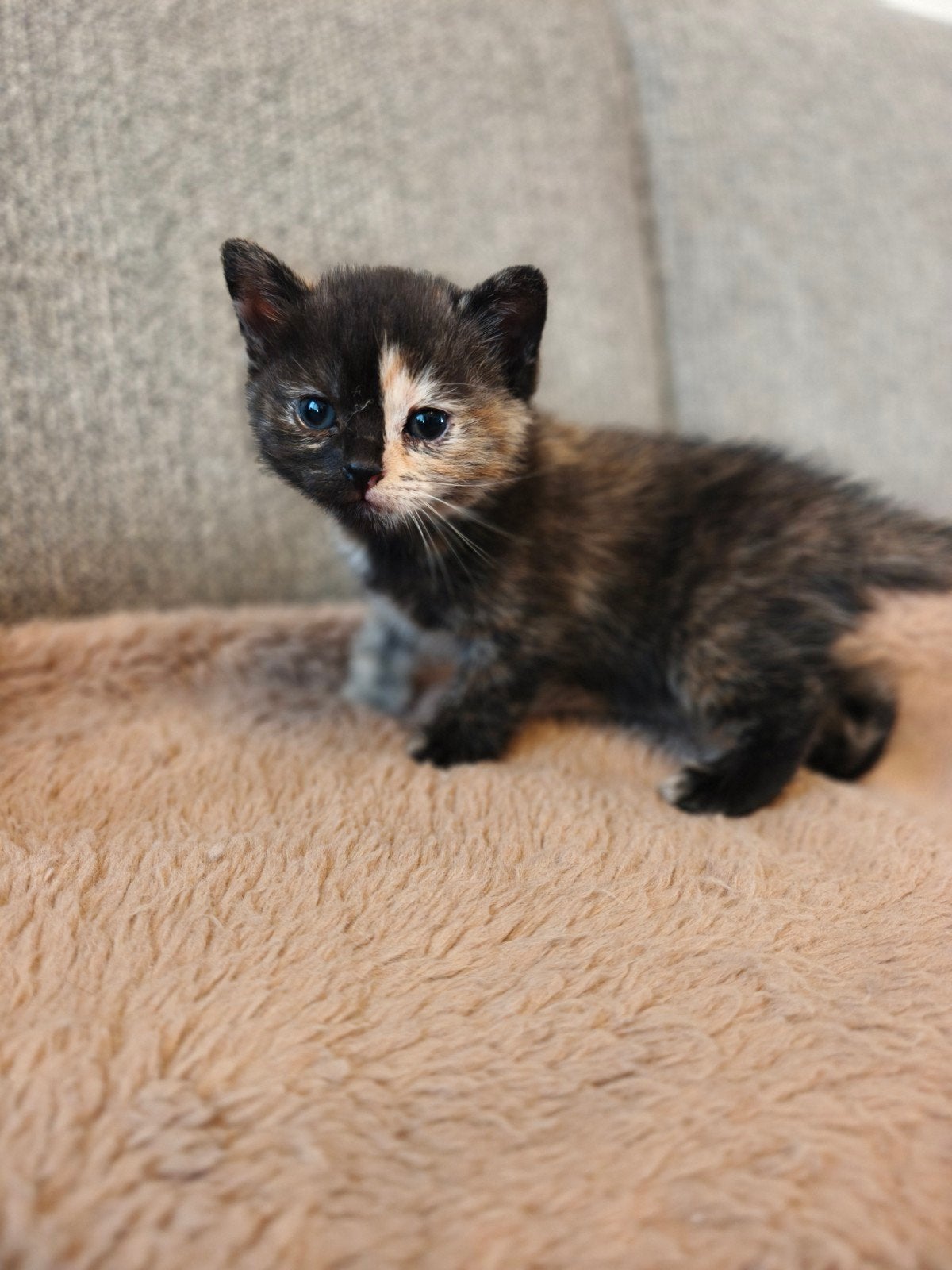 Britsekorthaar/ragdoll kittens, Meerdere dieren, Kortharig, 0 tot 2 jaar