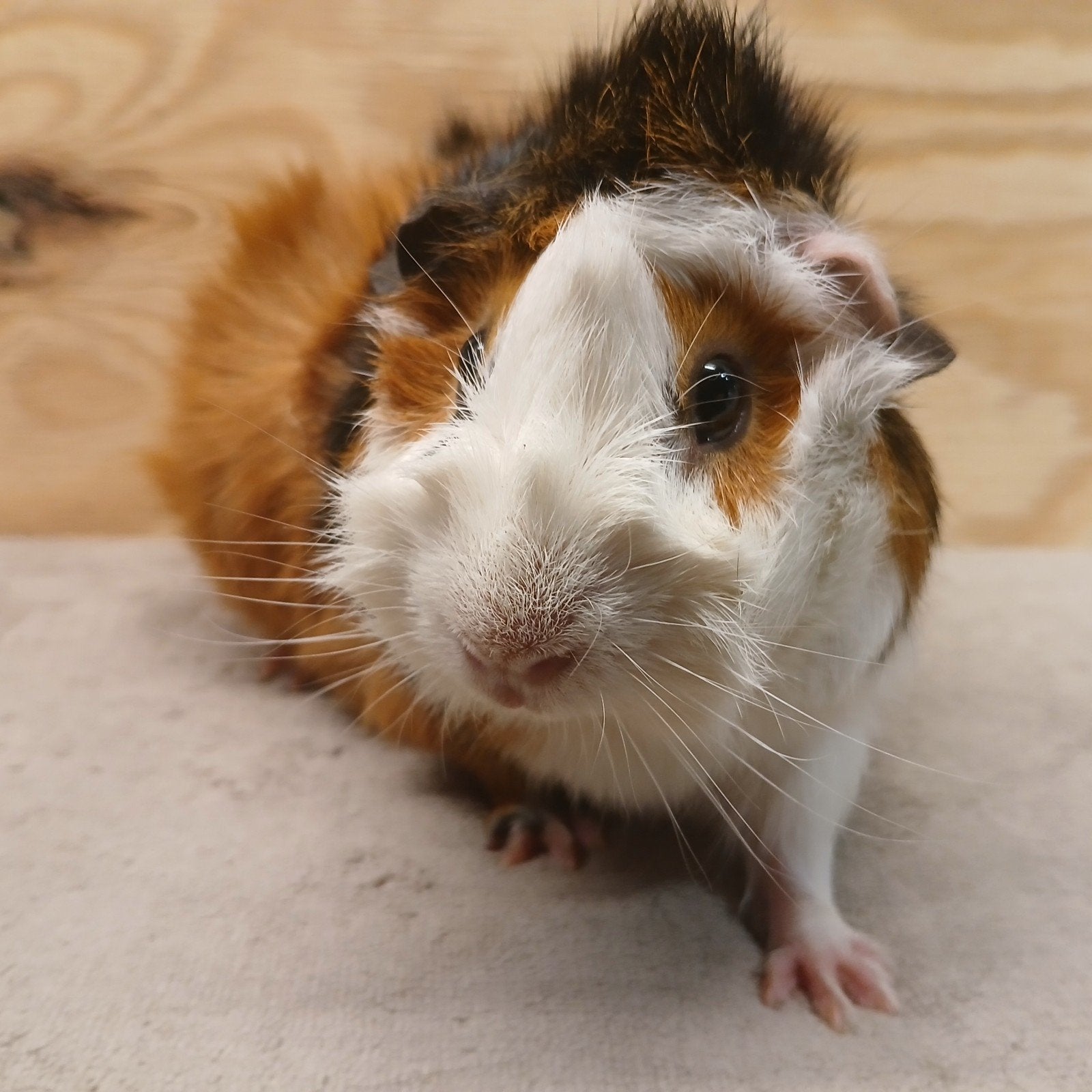 Twee vrolijke driekleur borstel zeugjes zusjes., Cavia, Vrouwelijk, Januari, Tam