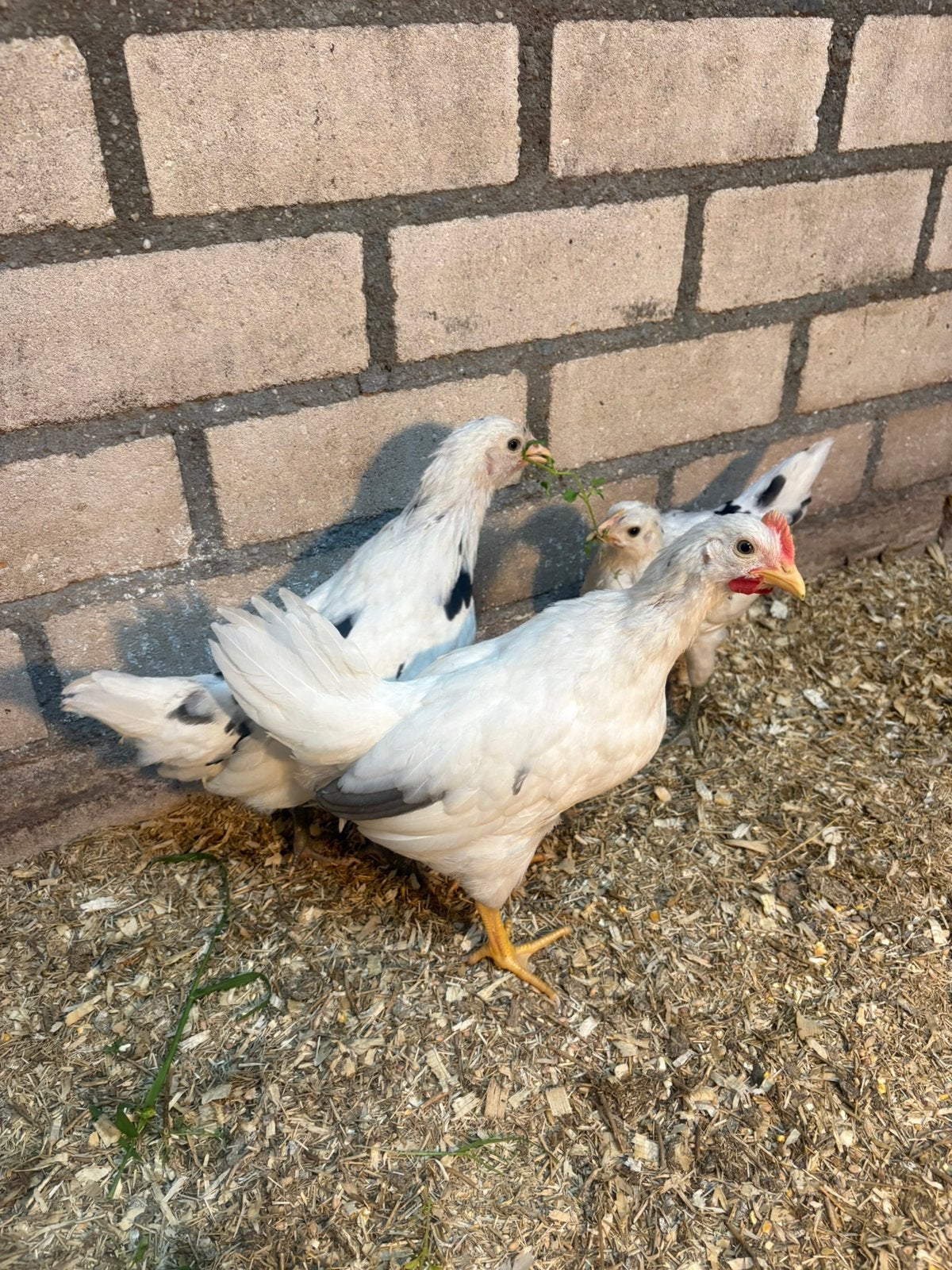 Wit haantje, Dieren en Toebehoren, Pluimvee, Mannelijk, Kip