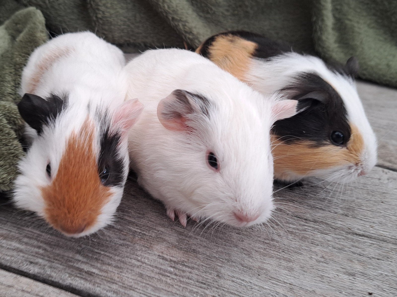 Jonge gladharige cavia's., Dieren en Toebehoren, Cavia, Meerdere dieren, Tam, September