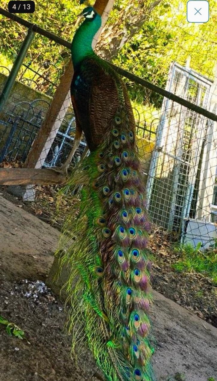 3 jonge pauwen te koop groen en violet, Dieren en Toebehoren, Pluimvee, Geslacht onbekend, Overige soorten