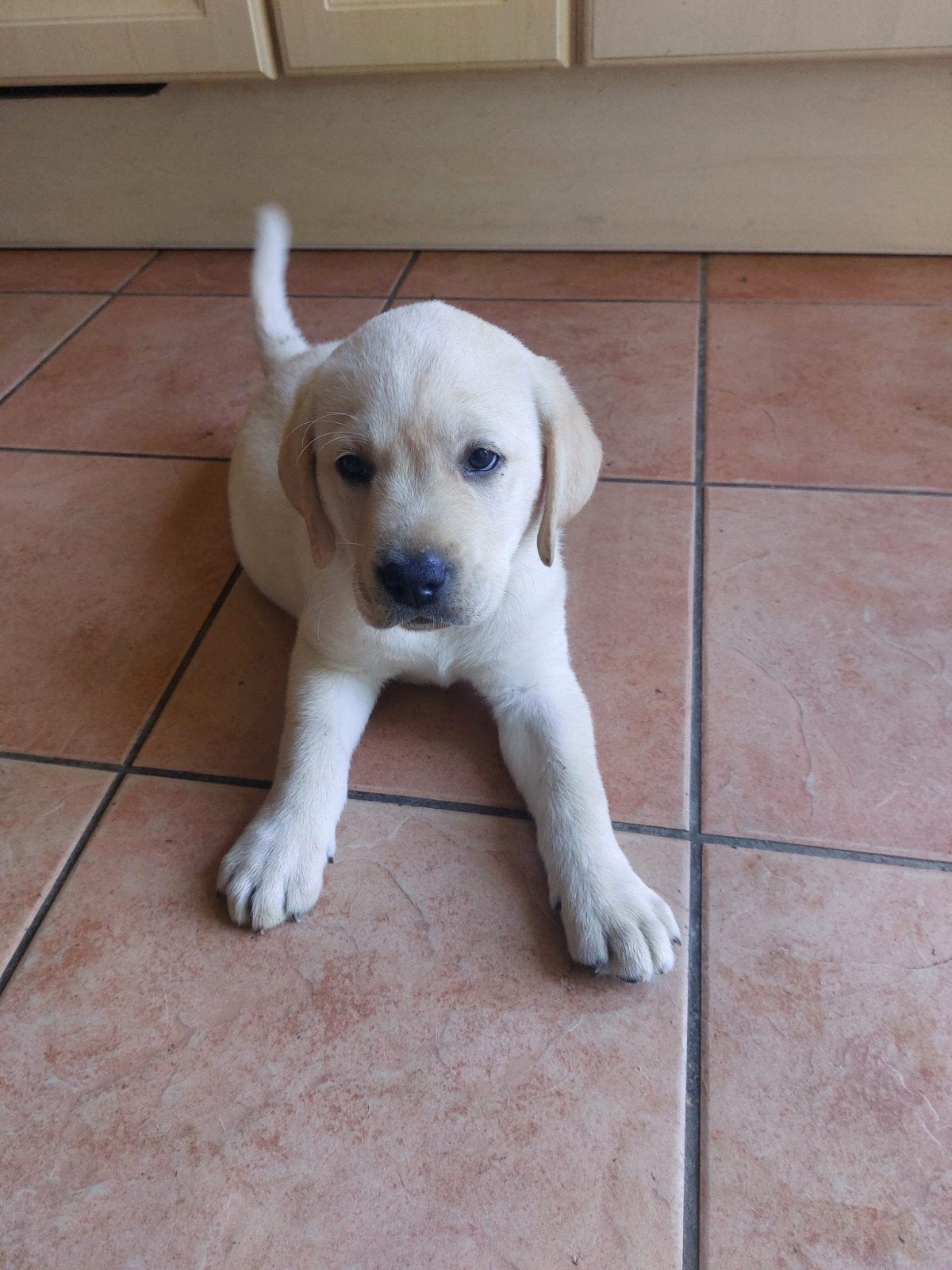 Puppies te koop labrador blond, 8 tot 15 weken, Labrador retriever, Meerdere, Meerdere dieren