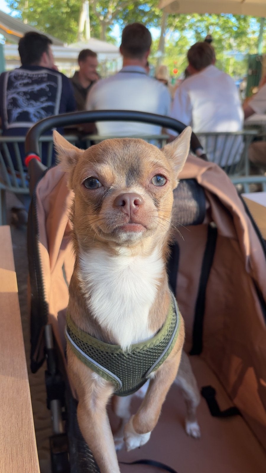 Chihuahua dekreu, 15 weken tot 1 jaar, Reu, Eén hond, Chihuahua