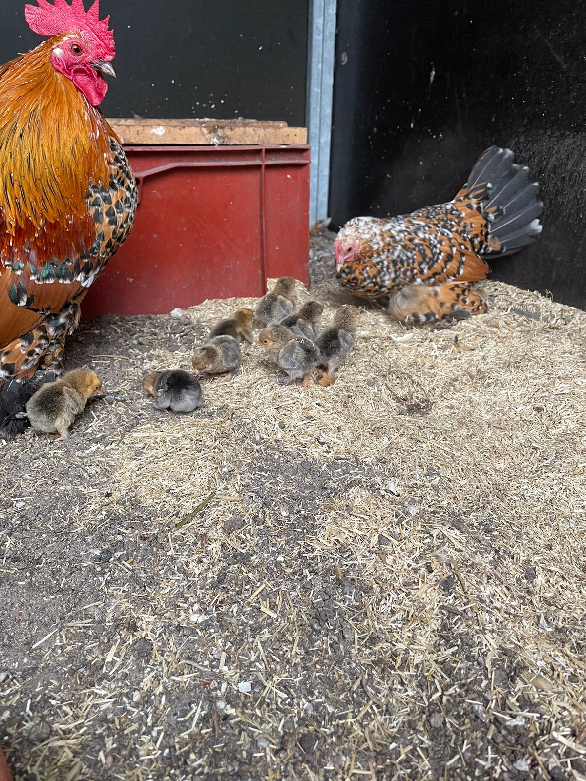 Kloek met kuikens, sabelpoot, Meerdere dieren, Kip
