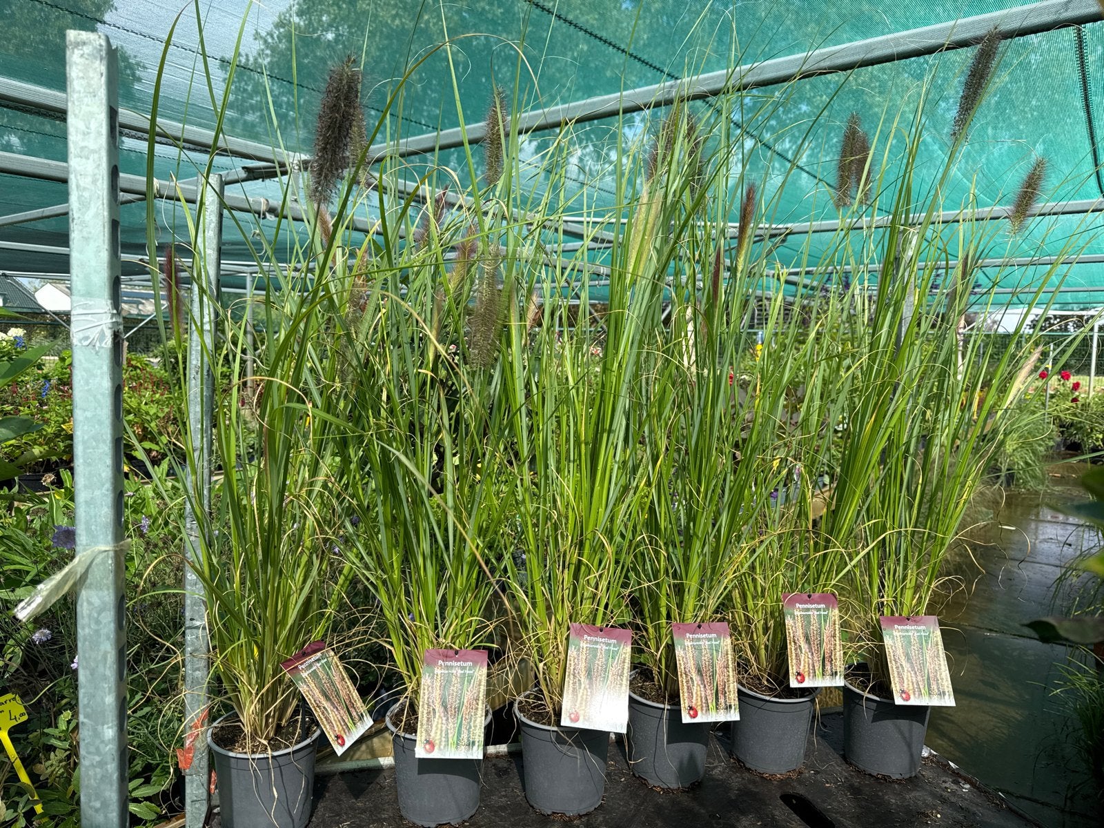 Pennisetum alopecuroides 'Red Head' - Lampenpoetsersgras, Ophalen, Volle zon, Vaste plant, Siergrassen