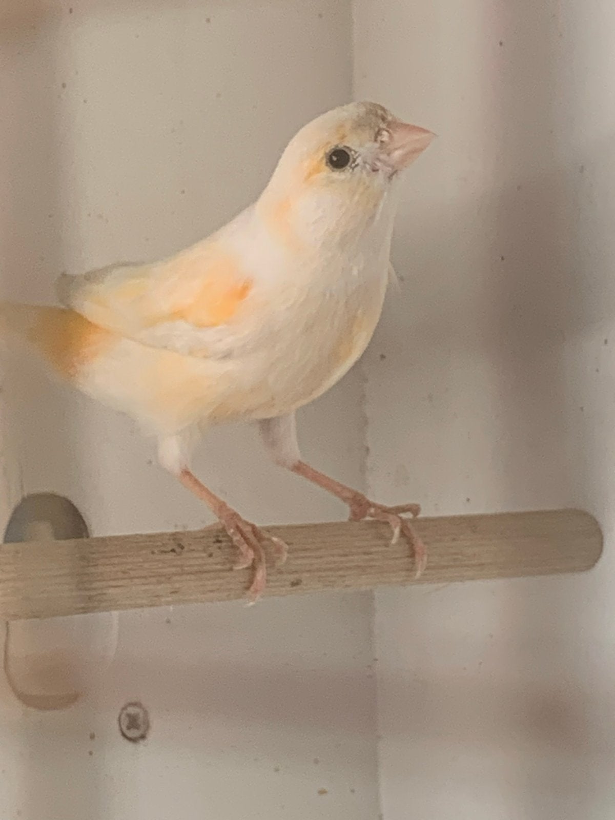 Kanariepop, Dieren en Toebehoren, Vogels | Kanaries, Mannelijk