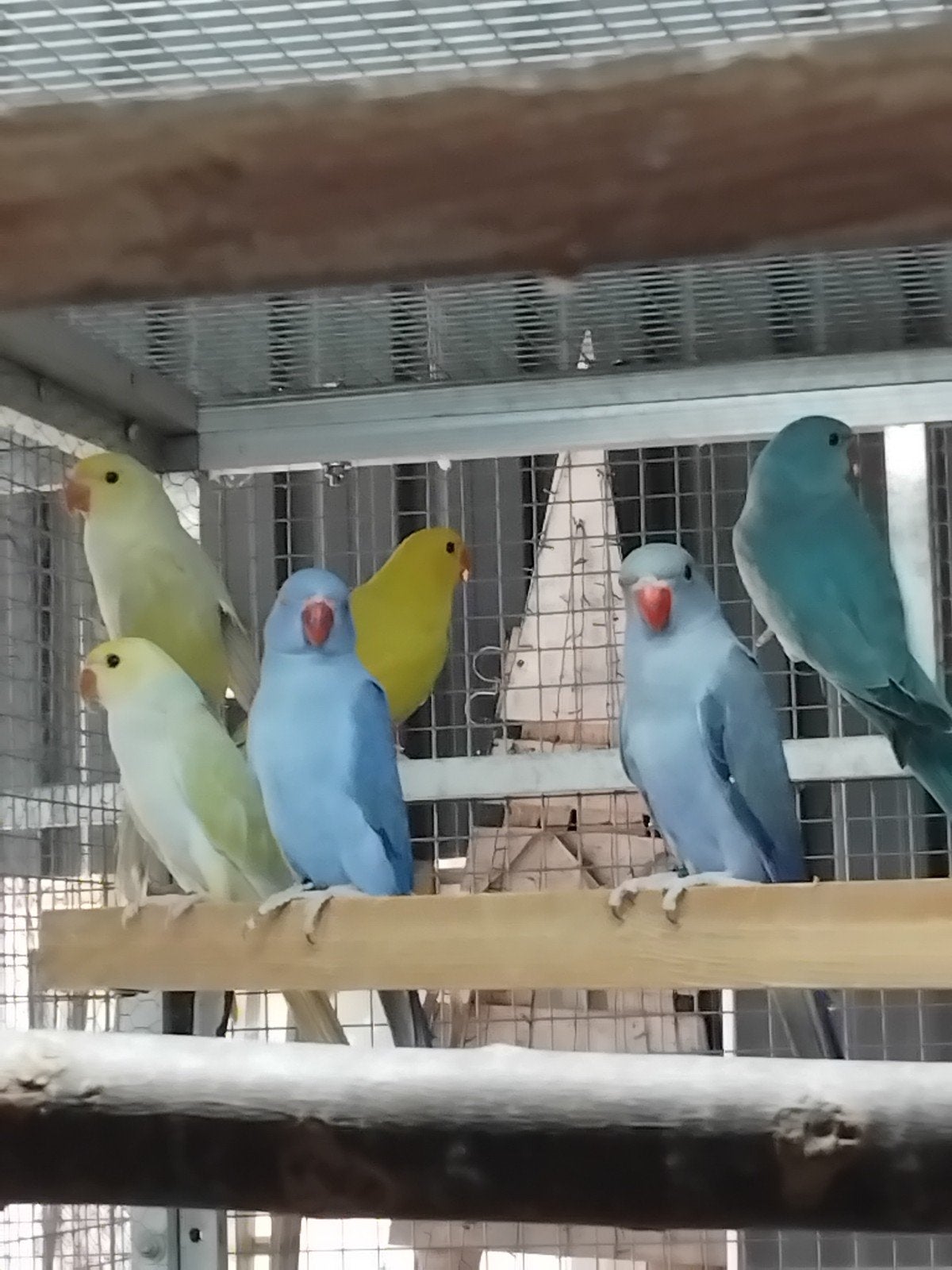 Halsband parkieten  6 stuks, Meerdere dieren, Parkiet, Geringd