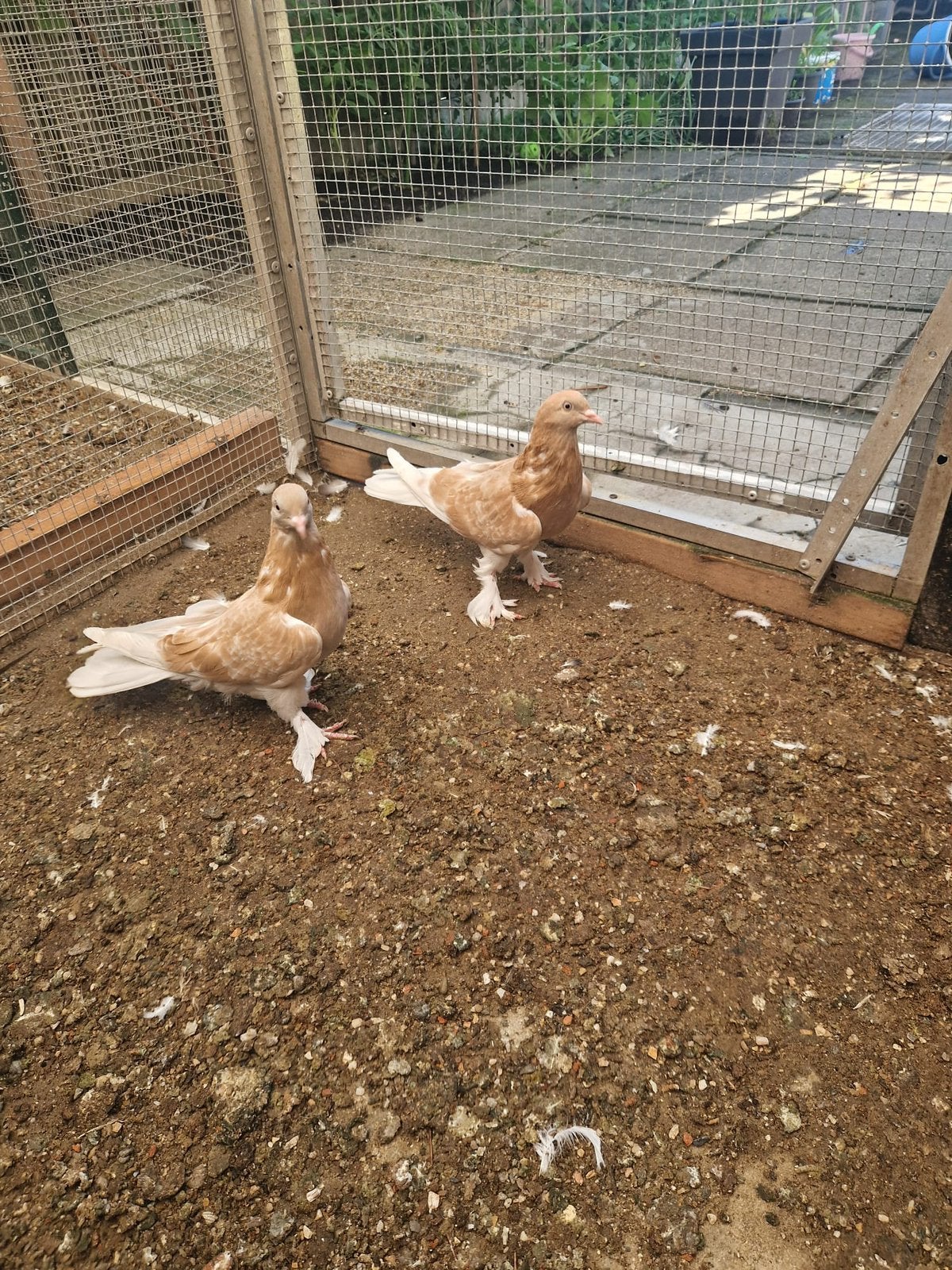Takla duiven, Meerdere dieren, Overige soorten