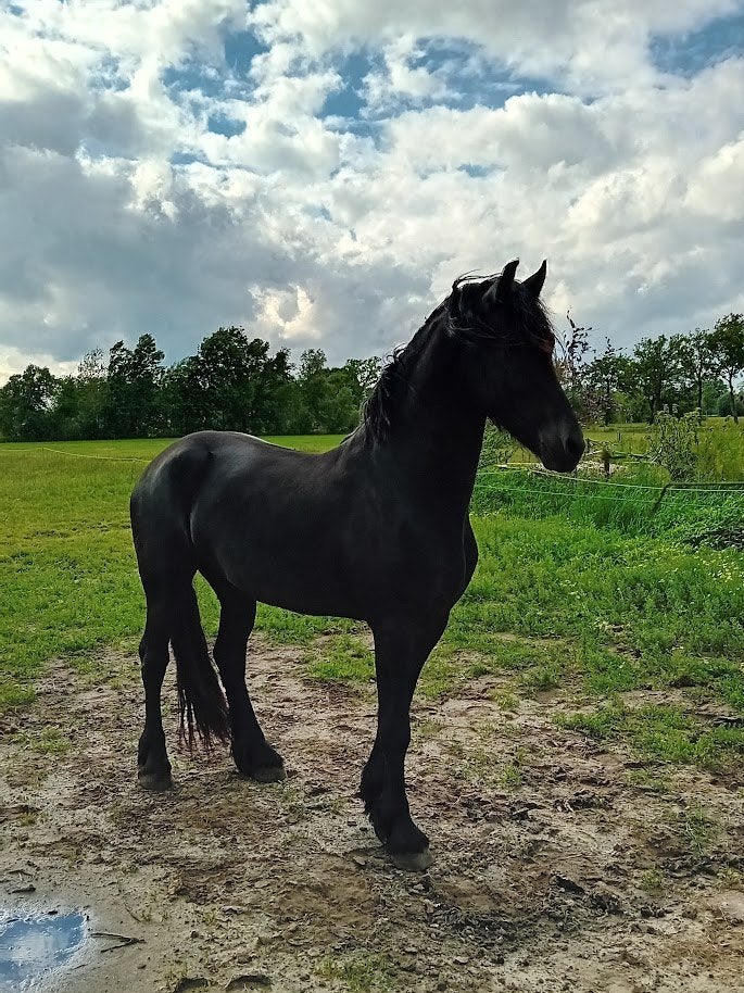 3 jarige Friese Hengst V Eise, Dieren en Toebehoren, Paarden, Met stamboom, Dressuurpaard, Hengst, 3 tot 6 jaar