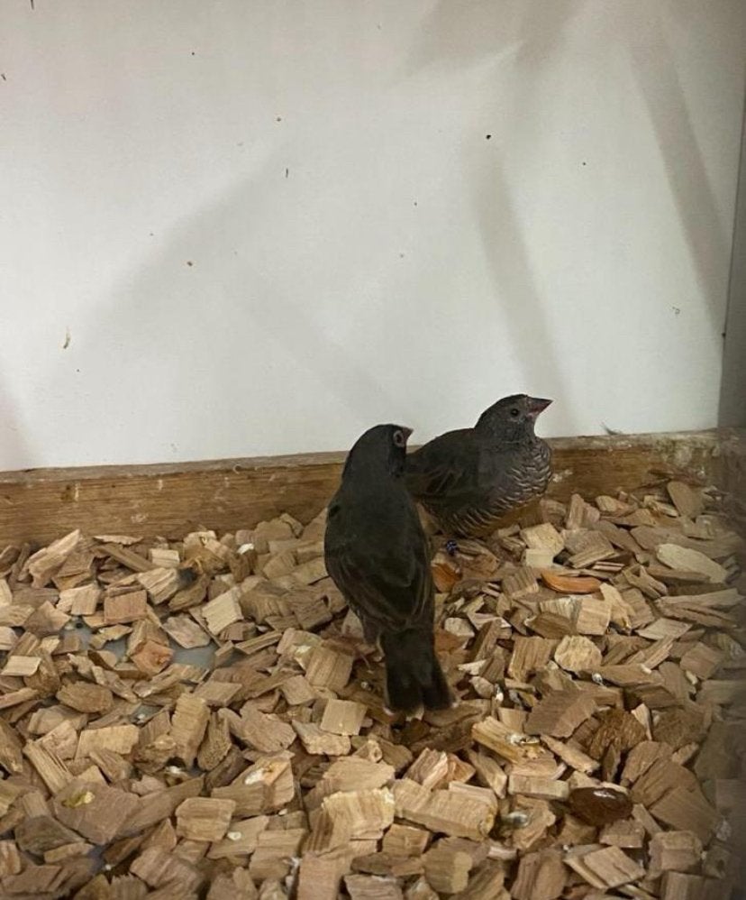 3-3 patrijsastrilde 2025 (Ortygospiza atricollis atricollis), Dieren en Toebehoren, Meerdere dieren, Tropenvogel, Geringd