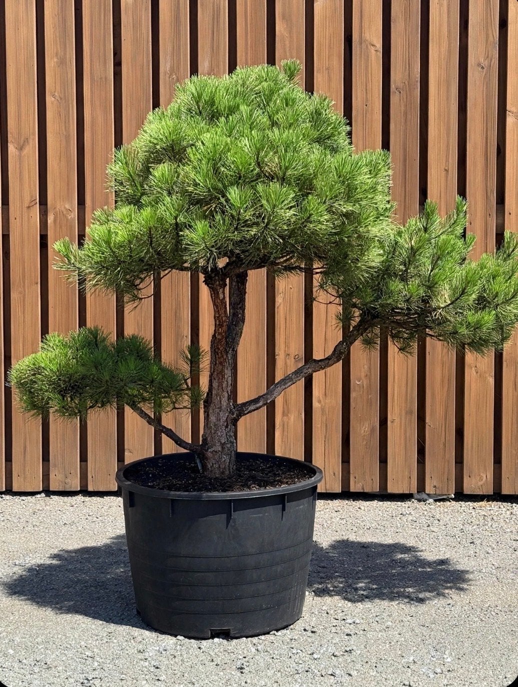 Vormsnoei Pinus Mugo - Grootste aanbod Noord Nederland, Volle zon, Vaste plant, Bloeit niet, Ophalen