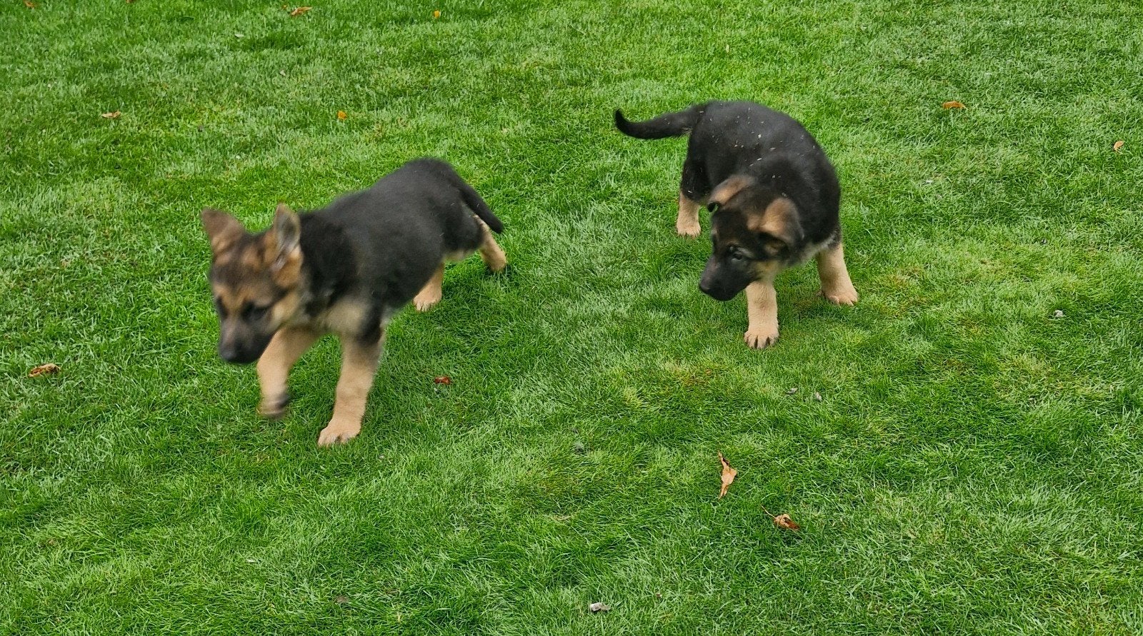Duitse herderpups duitse herderpups, Parvo, 8 tot 15 weken, Meerdere, Meerdere dieren