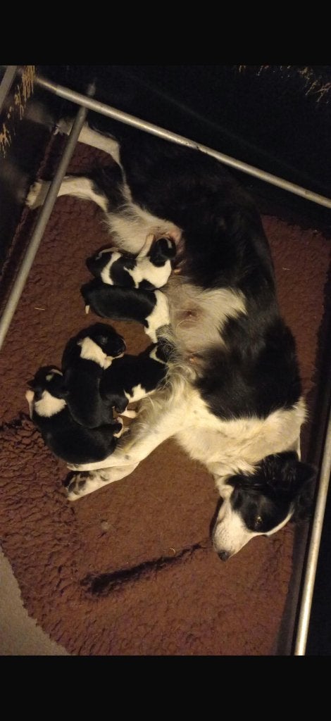 Border Collie pups, met stamboom, Parvo, 8 tot 15 weken, Meerdere, Nederland