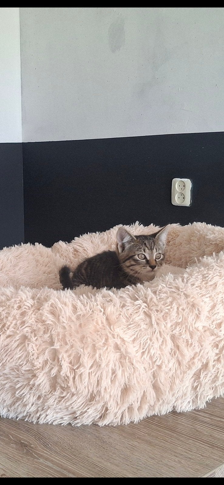 kitten , vrouwtje 10 weken oud. komt van boerderij, Poes, Kortharig, 0 tot 2 jaar