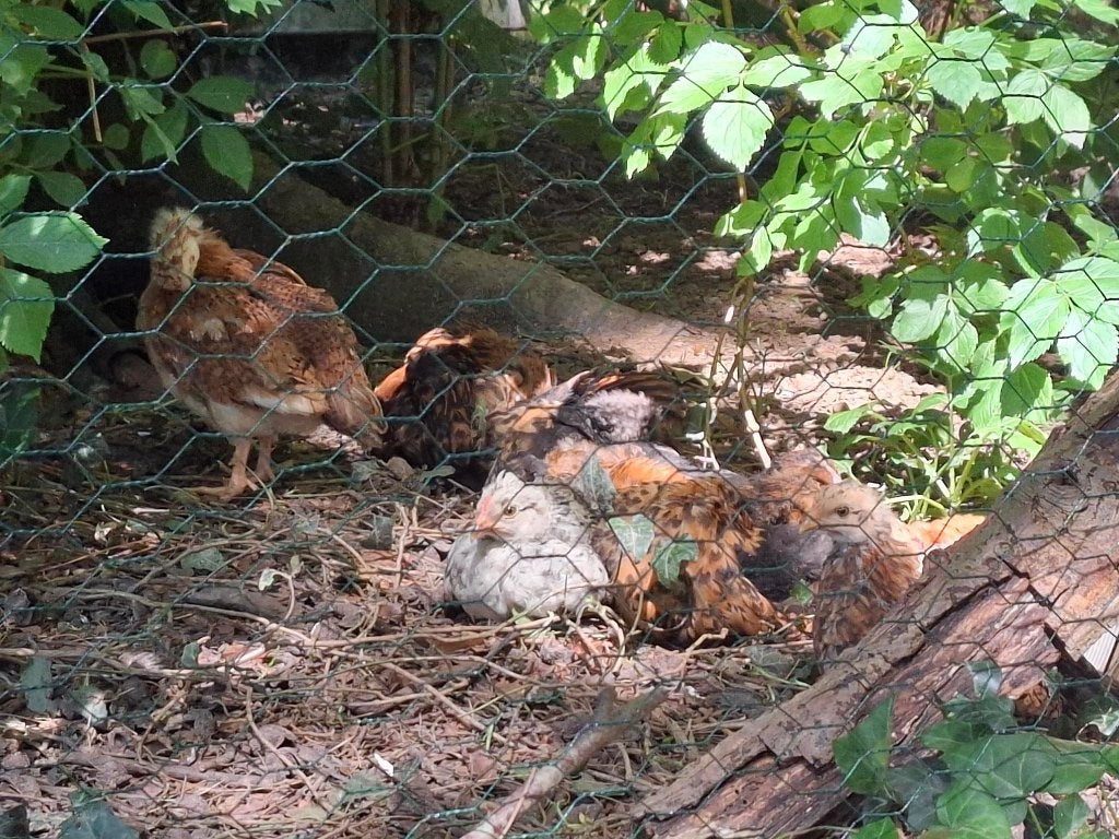 Jonge kippen van 2 maanden, bonte mix, Meerdere dieren, Kip