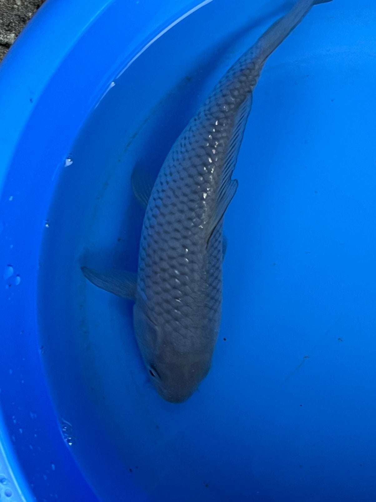 Soragoi, Karper of Koi