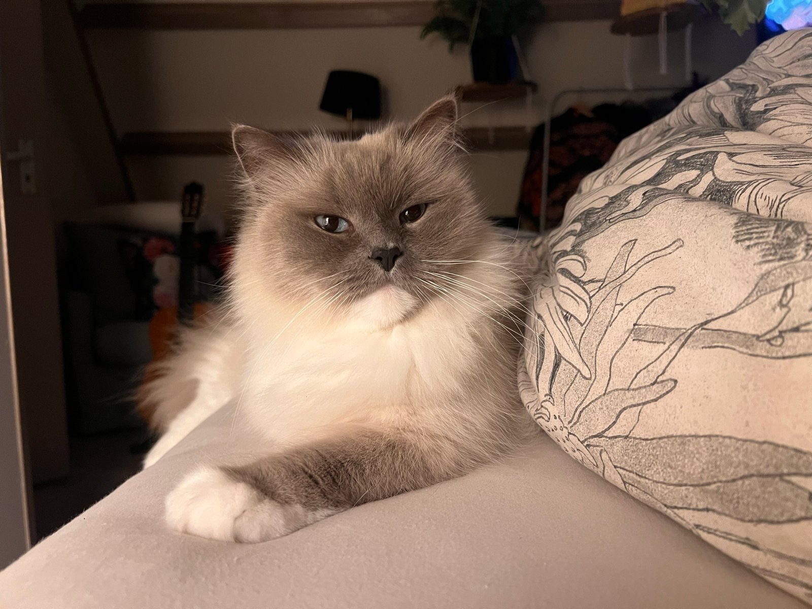 Ragdoll kater herplaatsing, Kater, Langharig, 3 tot 5 jaar
