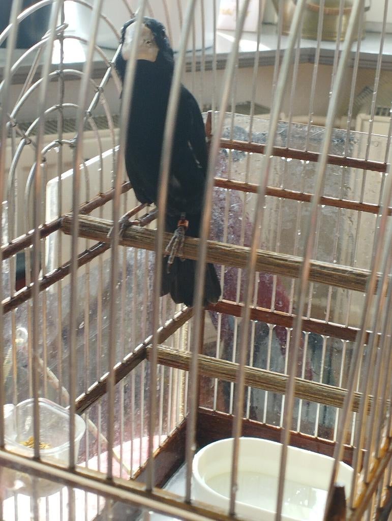 twatwa, Mannelijk, Tropenvogel, Geringd