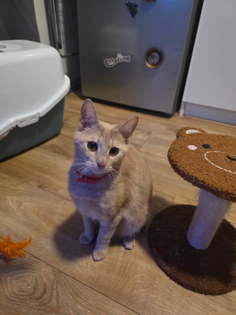 Vriendelijke kat van 1 jaar zoekt nieuw thuis, Ophalen, Nieuw, Katten