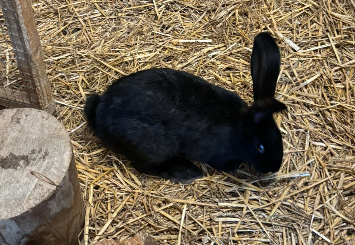1x duitse reus x groot lotharinger konijn, Dieren en Toebehoren, Meerdere dieren, Groot, 0 tot 2 jaar
