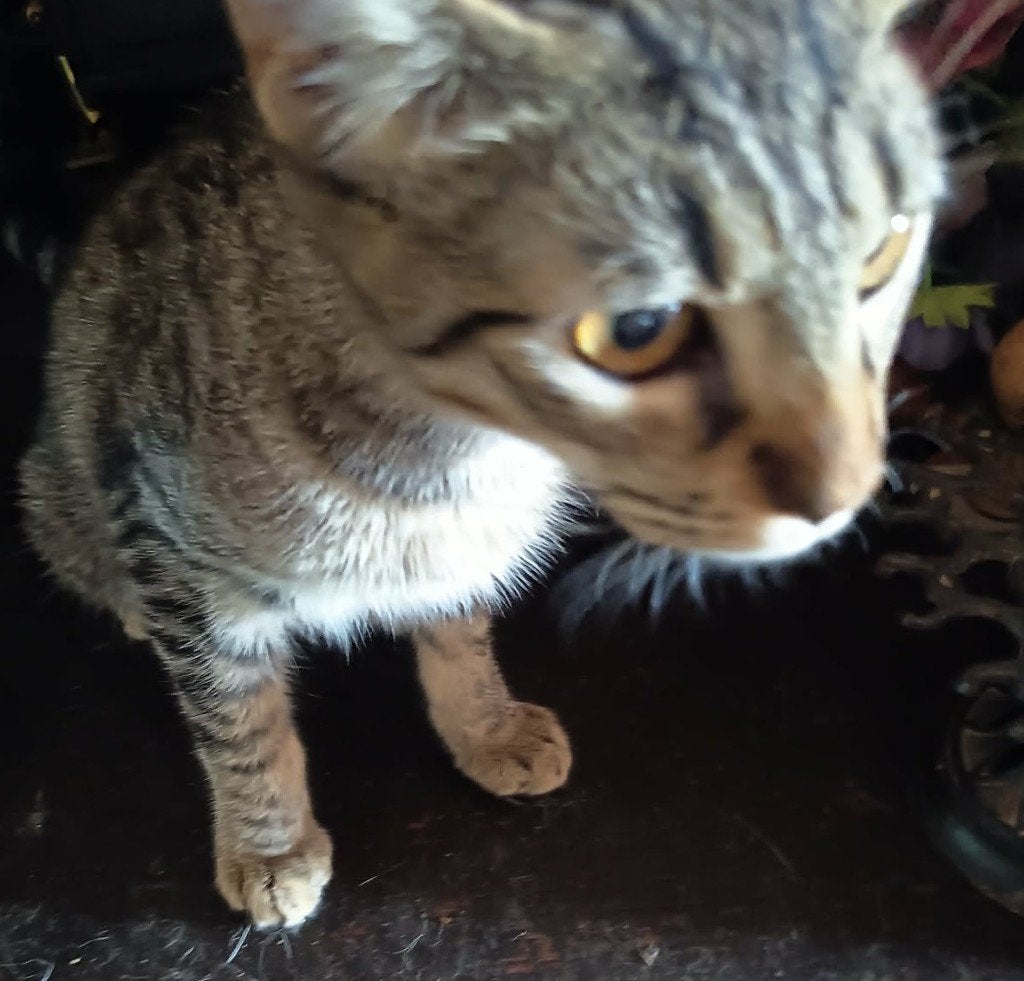 Jarela, Hugo, klein gevonden op het strand, 24-03-2026, Kater, Kortharig, 0 tot 2 jaar