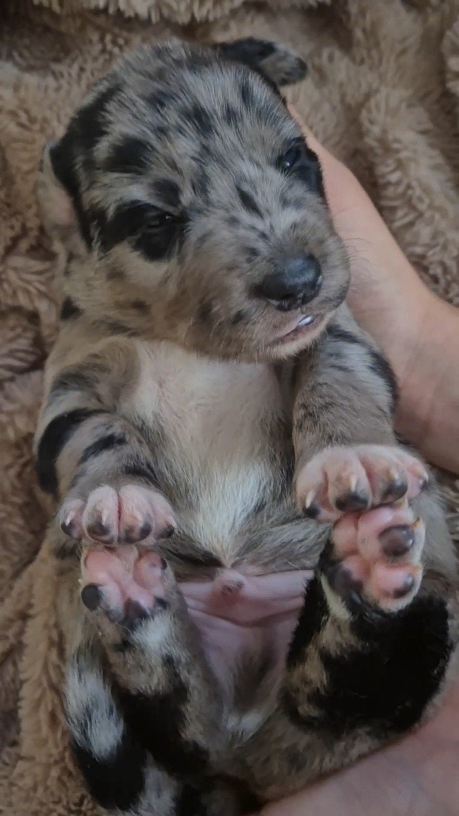 Borador Pups, Parvo, Overige rassen, 8 tot 15 weken, Meerdere