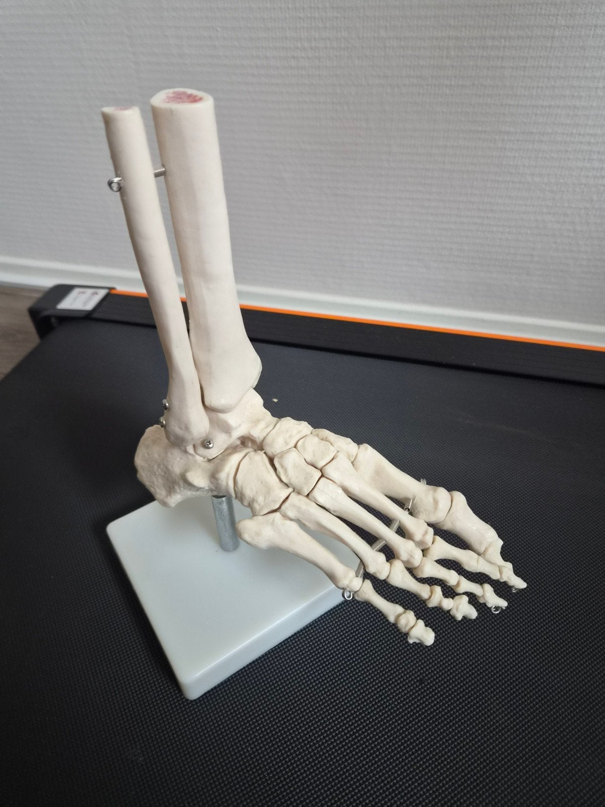 Te koop een skelet voet, Ophalen, Nieuw, Overige typen