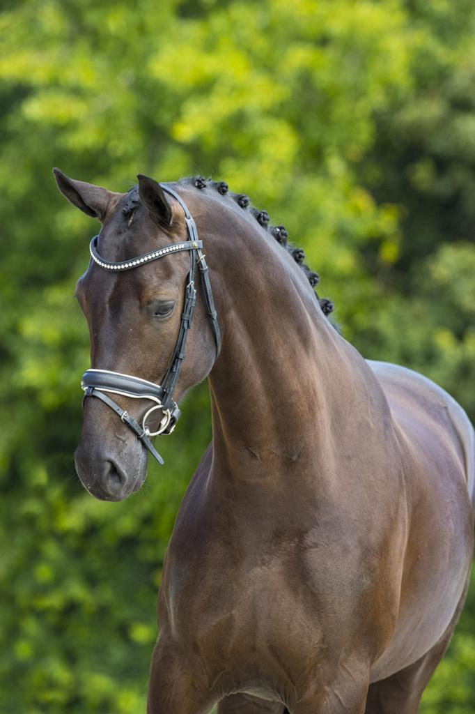De allerbraafste! Sport-Recreatie, Dieren en Toebehoren, Paarden, Ruin, Dressuurpaard, 7 tot 10 jaar, 165 tot 170 cm
